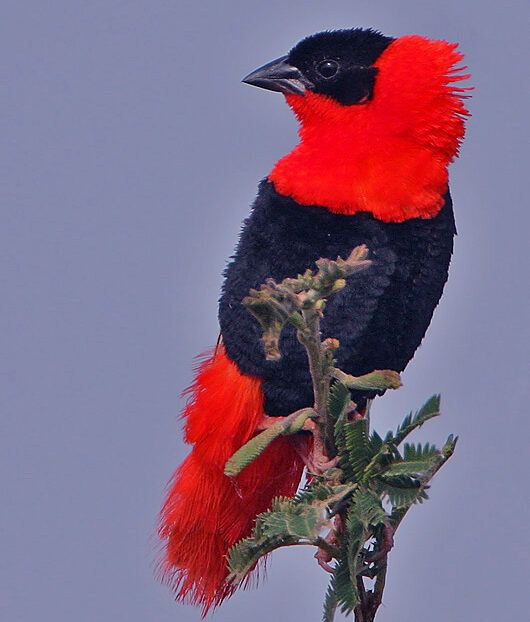 Oranje wever (Euplectes franciscanus)