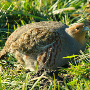 Grey_Partridge_Perdix_perdix,_Netherlands_1 Patrijs (Perdix perdix)