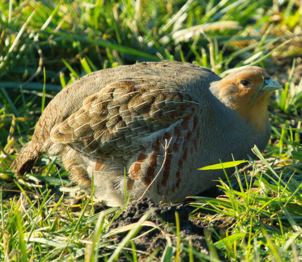 Patrijs (Perdix perdix)
