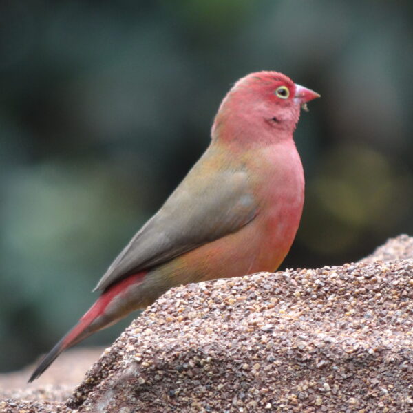 Vuurvink (Lagonosticta senegala)