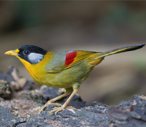 Leiothrix_argentauris_female_-_Mae_Wong Zilveroornachtegaal (Leiothrix argentauris)