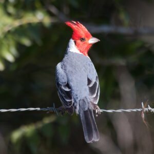 Paroaria_coronata_559094664 Roodkuifkardinaal (Paroaria coronata)