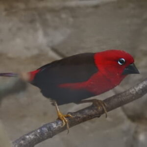 Pyréneste_gros-bec_(Pyrenestes_sanguineus) Karmozijnastrild (Pyrenestes sanguineus)