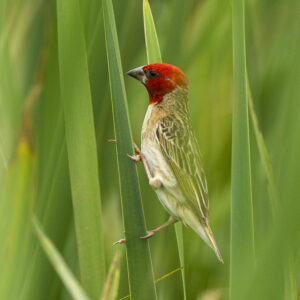 Red-headed_Quelea_-_Natal_-_South_Africa_S4E7723_(22432117487) Roodkopwever (Quelea erythrops)