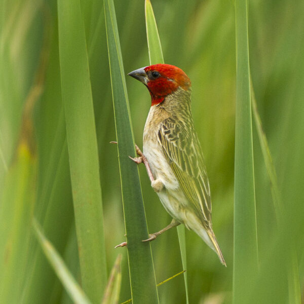 Red-headed_Quelea_-_Natal_-_South_Africa_S4E7723_(22432117487) Roodkopwever (Quelea erythrops)