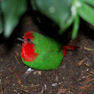 Roodkoppapegaaiamadine Roodkoppapegaaiamadine (Erythrura psittacea)