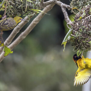 Village_weaver_(Ploceus_cucullatus_cucullatus)_female_and_male Grote textorwever (Ploceus cucullatus)