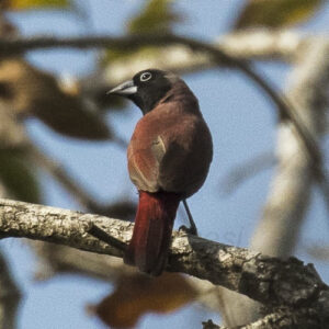 Vinaceous_Firefinch Wijnrode amarant (Lagonosticta larvata vinacea)