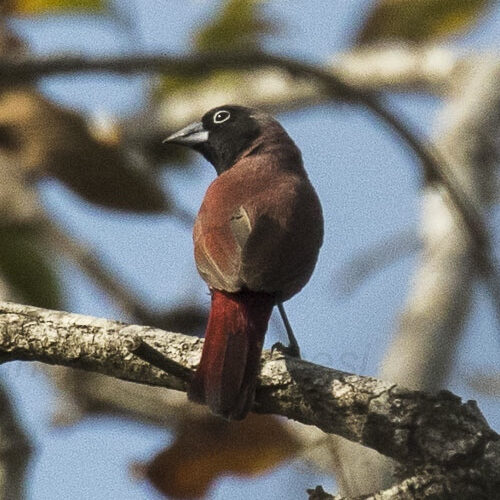 Vinaceous_Firefinch Wijnrode amarant (Lagonosticta larvata vinacea)