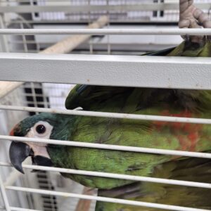 Dwergara (Ara severus) Dwergara (Ara severus)