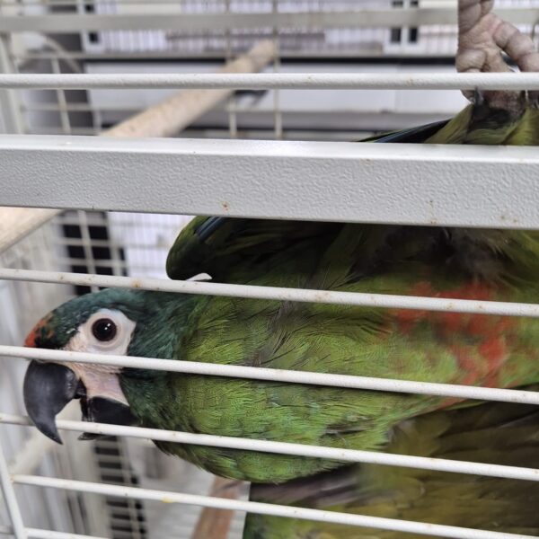 Dwergara (Ara severus)