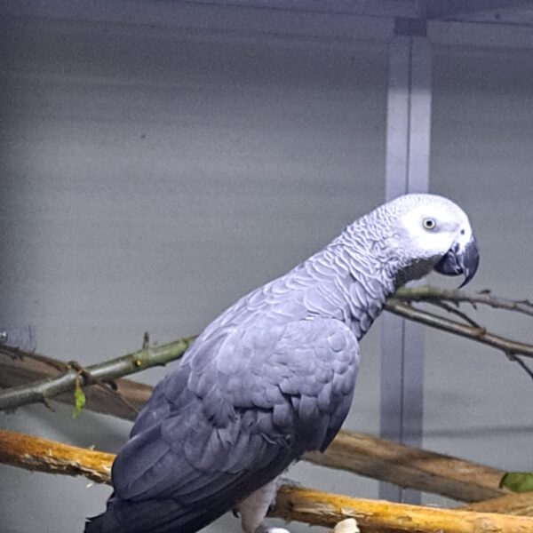 Grijze roodstaartpapegaai (Psittacus erithacus)