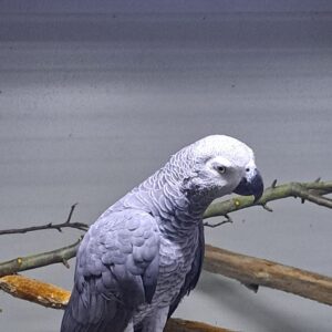 Grijze roodstaartpapegaai (Psittacus erithacus) Grijze roodstaartpapegaai (Psittacus erithacus)