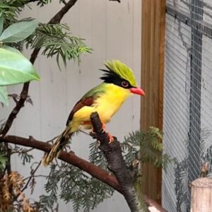 Geelbuikkitta (Cissa hypoleuca) in natuurlijk beplante volière op tak