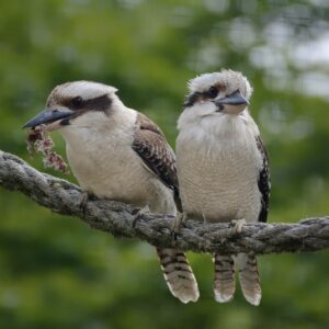 Kookaburra (Dacelo novaeguineae)