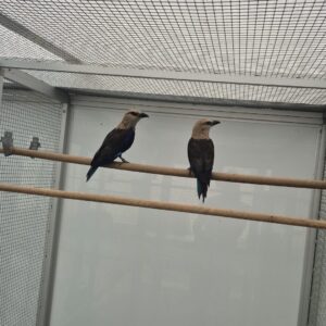 d102b45b-7c77-458f-ac0e-511eede8b219 Blauwbuikscharrelaar (Coracias cyanogaster)