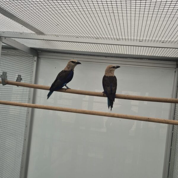 Blauwbuikscharrelaar (Coracias cyanogaster)