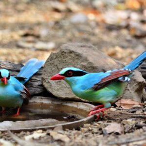Groene kitta (Cissa chinensis)