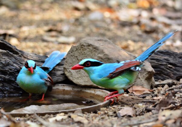 f5358b11-048b-4404-b77e-57577ebb0a47 Groene kitta (Cissa chinensis)