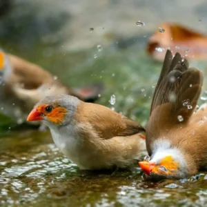 Oranjekaakje (Estrilda melpoda) met oranje wangvlek op tak in volière