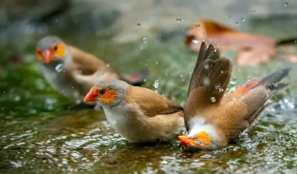 Oranjekaakje (Estrilda melpoda) met oranje wangvlek op tak in volière
