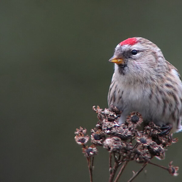 Barmsijs (Acanthis flammea)