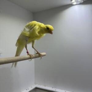 44ec9387-9a55-4ab0-9d39-9fb2415a9449 Postuurkanarie