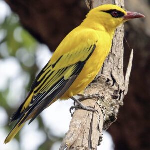 4a2ebfba-af25-4223-a4cf-bc87a8946dce Chinese wielewaal (Oriolus chinensis)