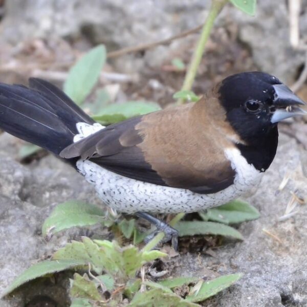 Moluks bronzemannetje (Lonchura molucca)