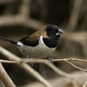 bc833ee5-f3be-4402-92ba-13551c8e184a Moluks bronzemannetje (Lonchura molucca)