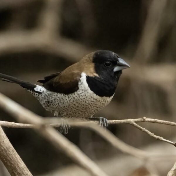 Moluks bronzemannetje (Lonchura molucca)