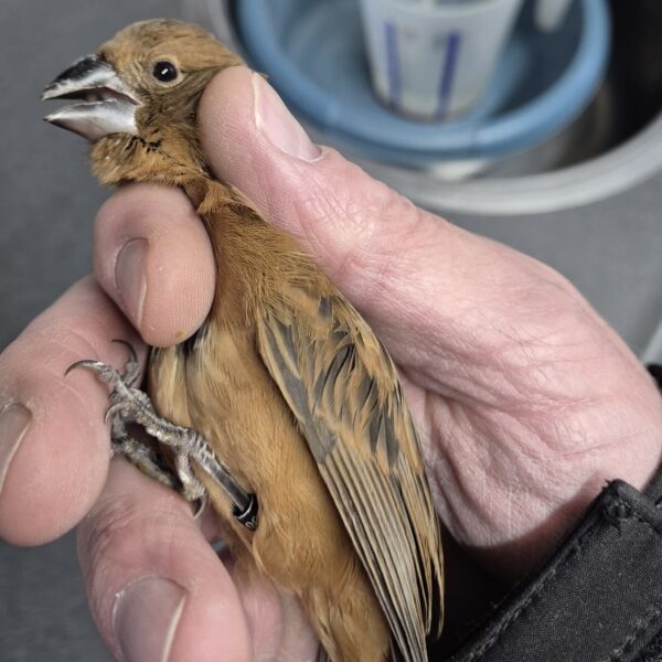 Blauwe bisschop (Passerina caerulea)