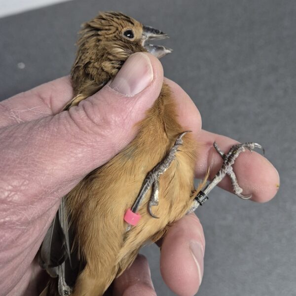 Blauwe bisschop (Passerina caerulea)