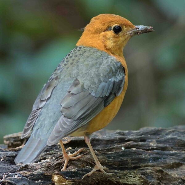 img_2138 Damalijster (Geokichla citrina)