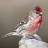 Barmsijs (Acanthis flammea)