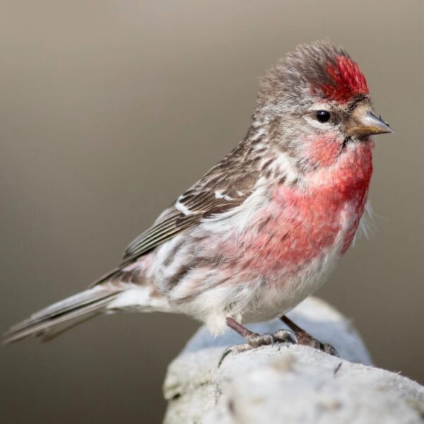 Barmsijs (Acanthis flammea)