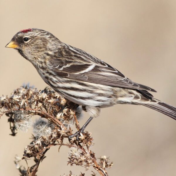 Barmsijs (Acanthis flammea)