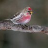 Barmsijs (Acanthis flammea)
