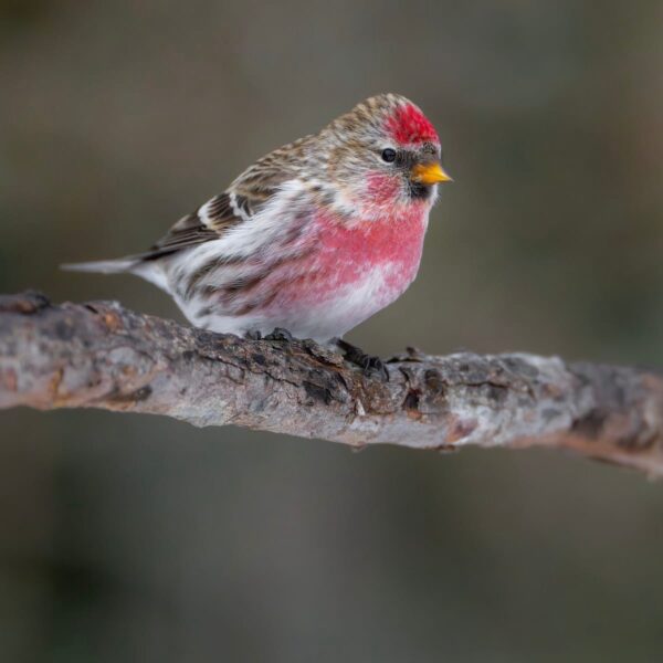 Barmsijs (Acanthis flammea)