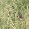 Roodkopwever (Quelea erythrops)