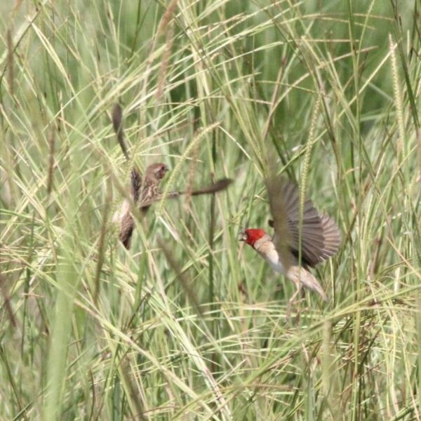 Roodkopwever (Quelea erythrops)