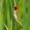 Roodkopwever (Quelea erythrops)