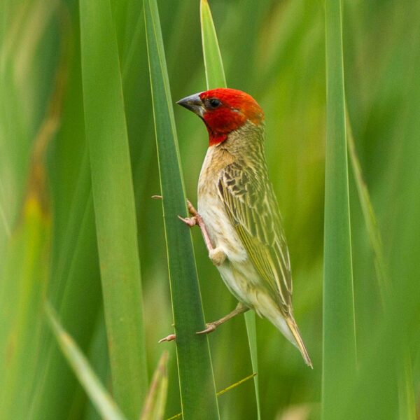 Roodkopwever (Quelea erythrops)