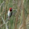 Roodkopwever (Quelea erythrops)