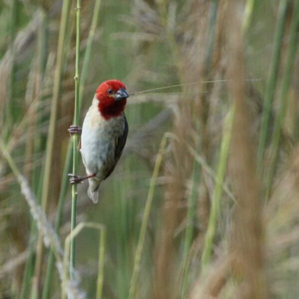 Roodkopwever (Quelea erythrops)