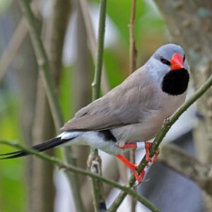 img_3792 Spitsstaartamadine (Poephila acuticauda)