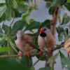 img_3793 Spitsstaartamadine (Poephila acuticauda)