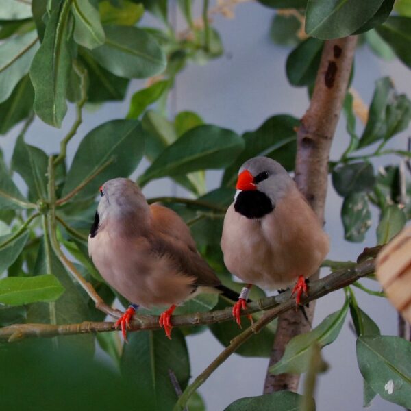 img_3793 Spitsstaartamadine (Poephila acuticauda)