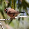 img_3794 Spitsstaartamadine (Poephila acuticauda)
