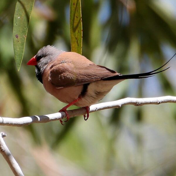 img_3794 Spitsstaartamadine (Poephila acuticauda)